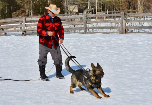 TigerhillK9 — dog training in Georgetown (photo 3)