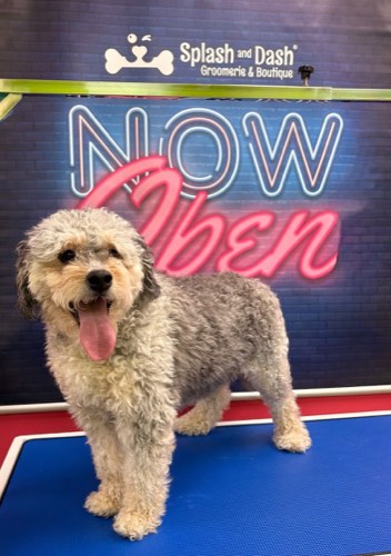 Splash and Dash Groomerie & Boutique — pet grooming in Burlington (photo 2)