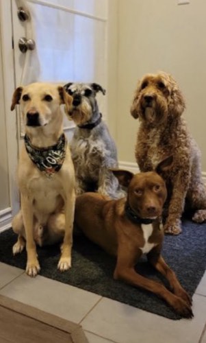Wet Nose's Getaway — dog walking & pet sitting in Milton (photo 2)