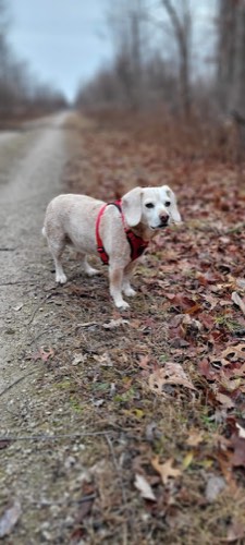 Wet Nose's Getaway — dog walking & pet sitting in Milton (photo 3)