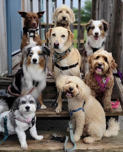 Wet Nose's Getaway — dog walking & pet sitting in Milton