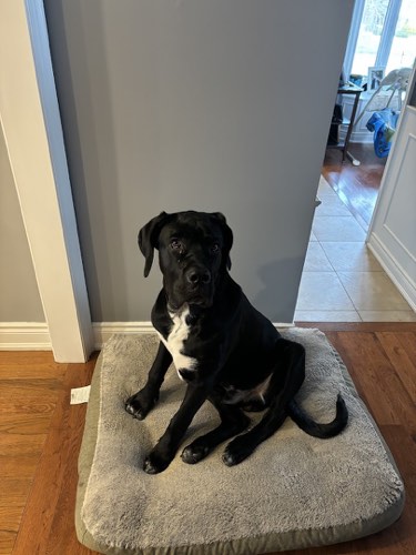 UnderDog Academy — dog training in Halton Hills (photo 2)
