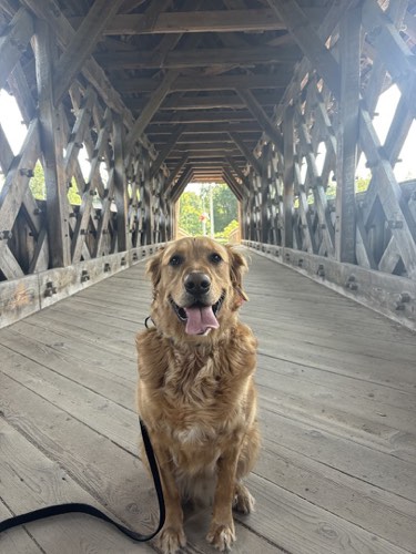 UnderDog Academy — dog training in Halton Hills (photo 3)