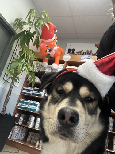 Guelph Street Animal Hospital — veterinary care in Georgetown (photo 3)