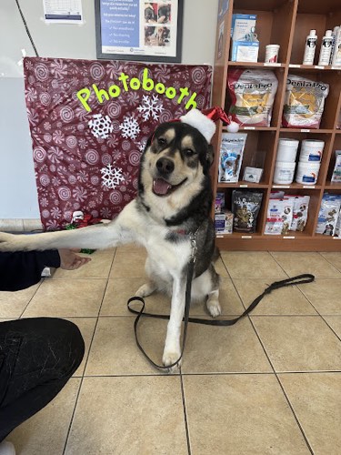 Guelph Street Animal Hospital — veterinary care in Georgetown