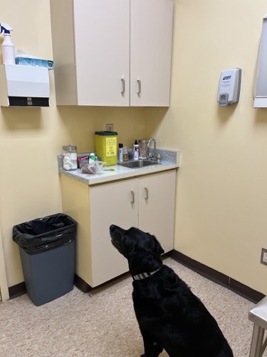 Appleview Animal Hospital — veterinary care in Burlington (photo 3)