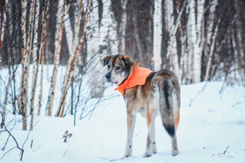 Paws In The Dirt Dog Training — dog training in Burlington