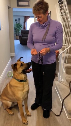 Walk With Me K9 Coaching — dog training in Burlington (photo 2)