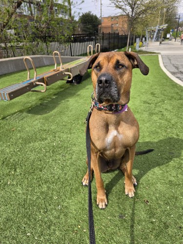 Walk With Me K9 Coaching — dog training in Burlington