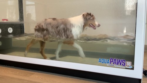 Two Hands Four Paws Therapy — dog walking & pet sitting in Milton (photo 2)