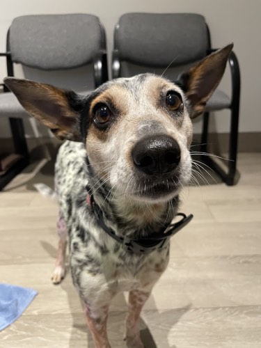 Two Hands Four Paws Therapy — dog walking & pet sitting in Milton (photo 3)