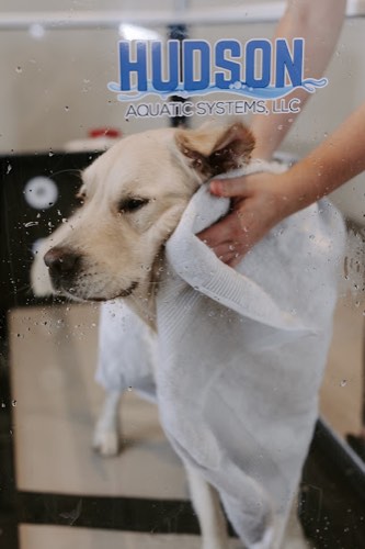 Two Hands Four Paws Therapy — dog walking & pet sitting in Milton