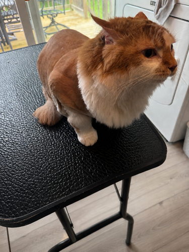 Groom at Home Mobile Pet Services - HOUSE CALL — pet grooming in Halton Hills (photo 2)
