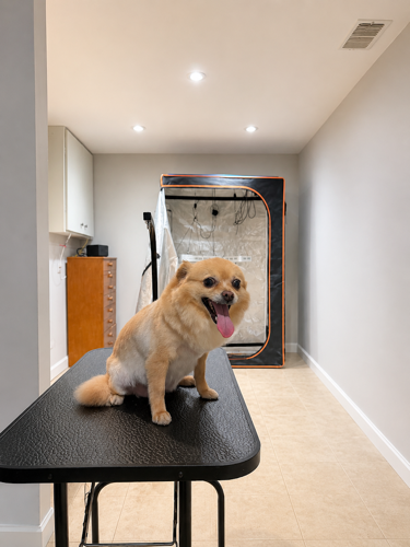 Groom at Home Mobile Pet Services - HOUSE CALL — pet grooming in Halton Hills (photo 3)