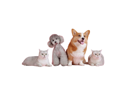 Groom at Home Mobile Pet Services - HOUSE CALL — pet grooming in Halton Hills