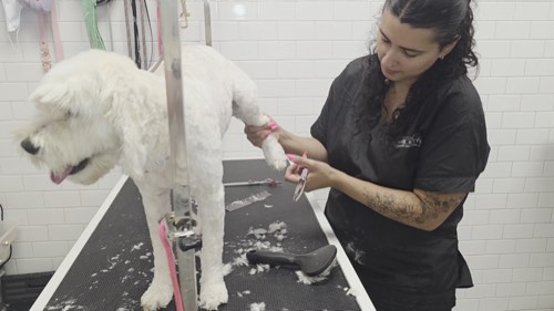 Bark & Fitz - Oakville North — pet grooming in Oakville (photo 2)
