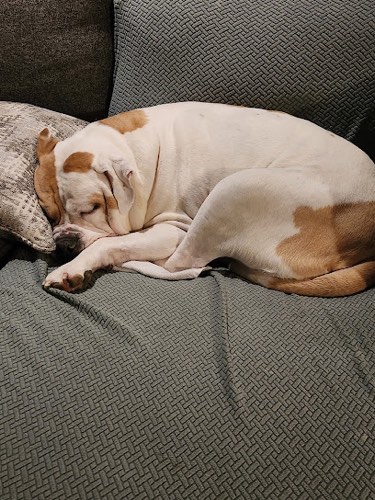 Pooch Sitter and Dog Walking — dog walking & pet sitting in Burlington