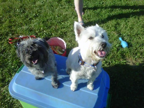 GOODSIT Dog Training — dog training in Oakville (photo 2)