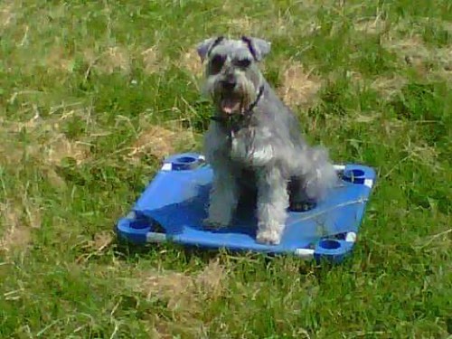 GOODSIT Dog Training — dog training in Oakville (photo 3)