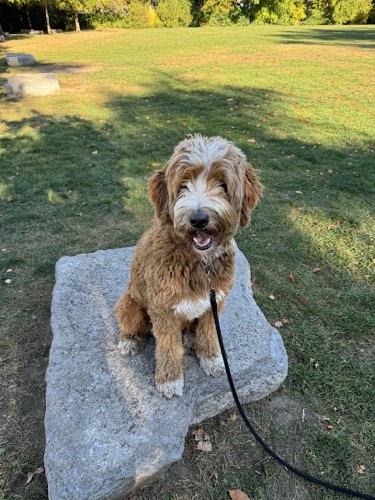 GOODSIT Dog Training — dog training in Oakville
