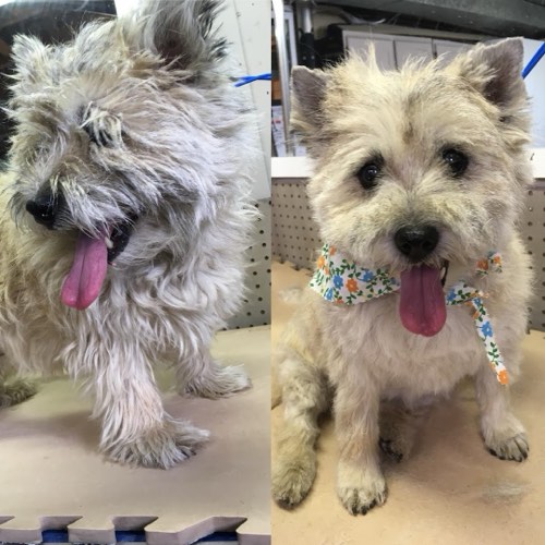 Paws up grooming handstripping — pet grooming in Halton Hills (photo 2)