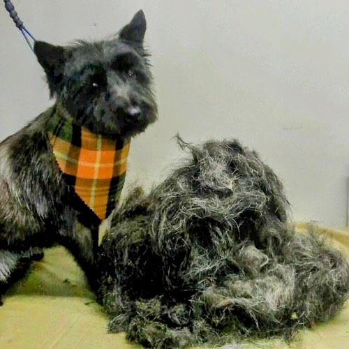 Paws up grooming handstripping — pet grooming in Halton Hills (photo 3)