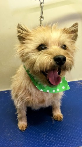 Paws up grooming handstripping — pet grooming in Halton Hills
