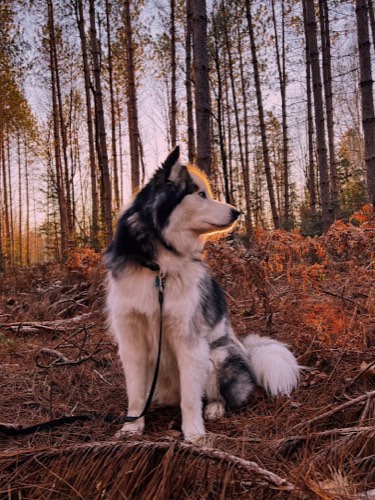 Spaw Patrol — pet grooming in Burlington