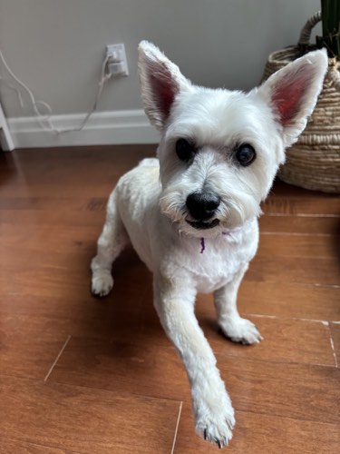 The Grooming Pearl — pet grooming in Burlington (photo 2)