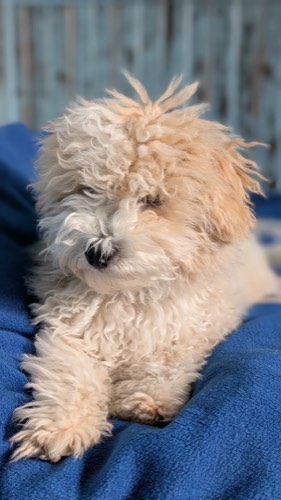 The Grooming Pearl — pet grooming in Burlington (photo 3)