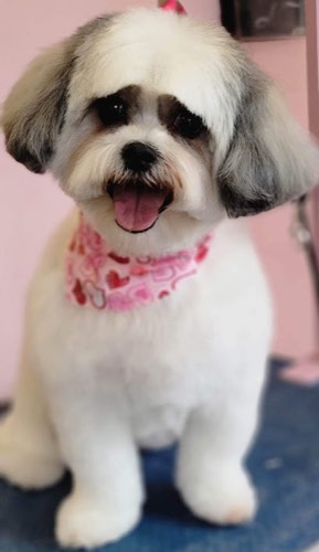 The Grooming Pearl — pet grooming in Burlington