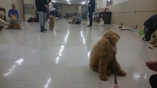 Lions Foundation of Canada Dog Guides — dog training in Oakville
