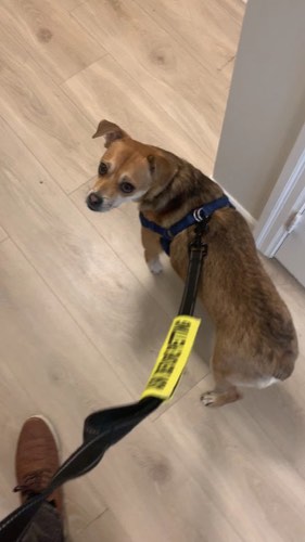 Pawblems Made Easy🐾 — dog training in Oakville (photo 2)