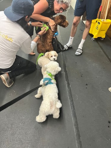 Pawblems Made Easy🐾 — dog training in Oakville (photo 3)