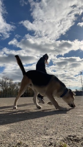 Tails and Trails Burlington — dog walking & pet sitting in Burlington (photo 2)