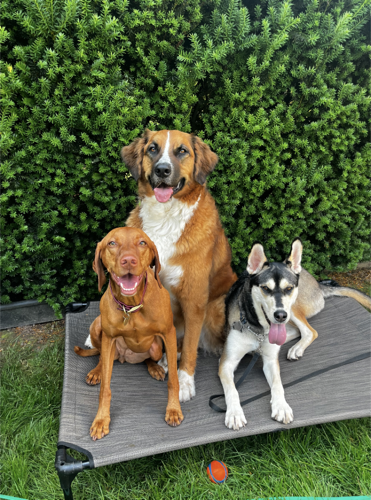 Tails and Trails Burlington — dog walking & pet sitting in Burlington (photo 3)