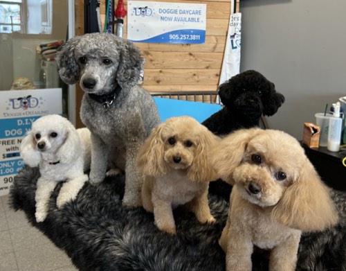 Doggie Detailing — pet grooming in Oakville (photo 2)