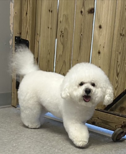 Doggie Detailing — pet grooming in Oakville (photo 3)