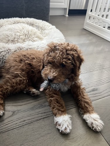 Happy Paws Burlington — dog walking & pet sitting in Burlington (photo 2)