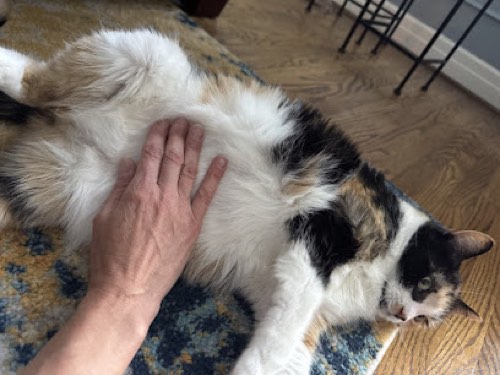 Happy Paws Burlington — dog walking & pet sitting in Burlington