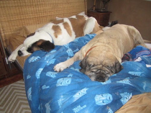 Wiggle Waggle & Walk Pet Services — dog walking & pet sitting in Oakville