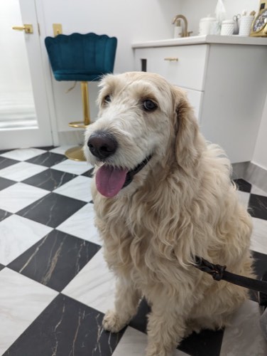 Alton Village Animal Hospital — veterinary care in Burlington (photo 3)