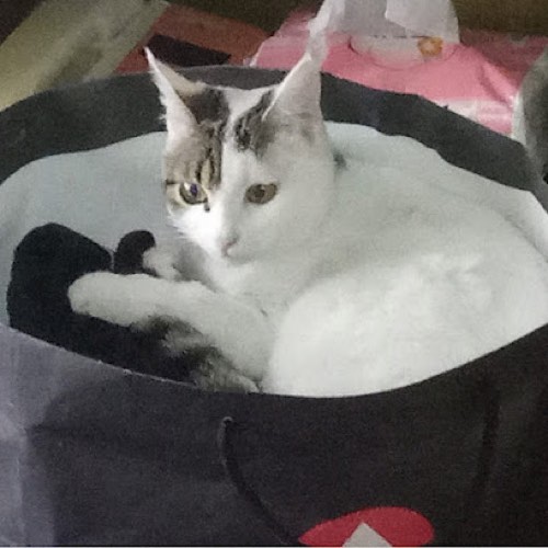 Ruth's Cat and Dog Care Service — dog walking & pet sitting in Oakville