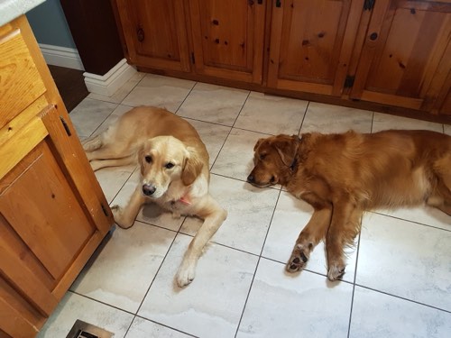 See Spot Walk — dog walking & pet sitting in Burlington (photo 2)