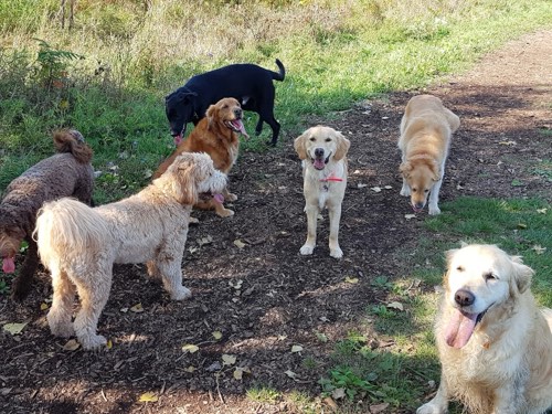 See Spot Walk — dog walking & pet sitting in Burlington (photo 3)