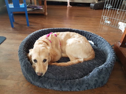 See Spot Walk — dog walking & pet sitting in Burlington
