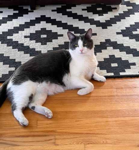 Feathers Fur And Fish — dog walking & pet sitting in Georgetown (photo 2)