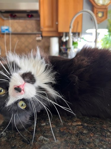 Feathers Fur And Fish — dog walking & pet sitting in Georgetown