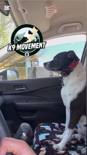 K9 Movement — dog training in Oakville (photo 2)
