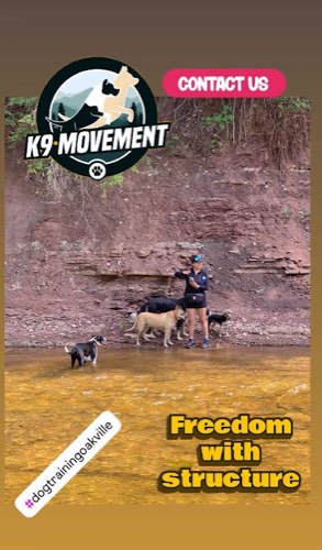 K9 Movement — dog training in Oakville
